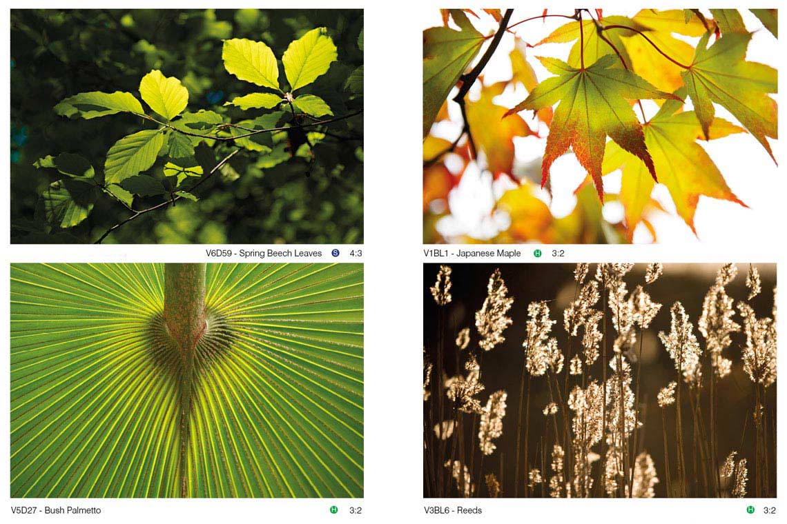 Details of Nature Printed on Glass